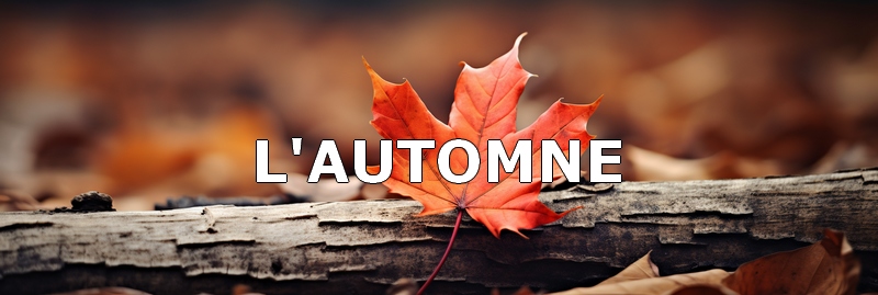 paysage représentant l'automne, avec une feuille posée sur un tronc d'arbre, couleurs chaudes